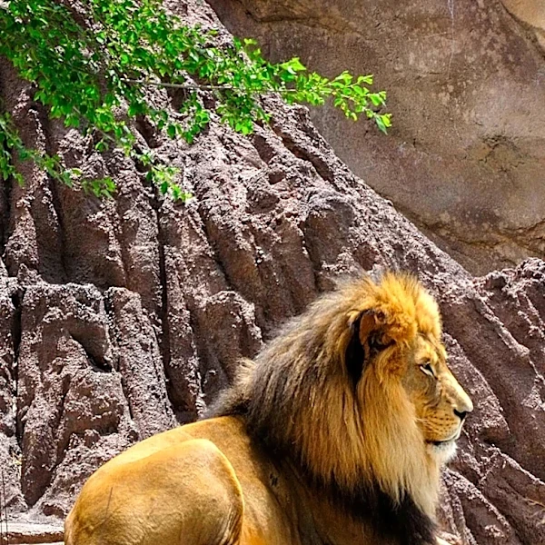 Tokyo Zoo Faces Tragedy as Three Lions Die Amid Extreme Heat