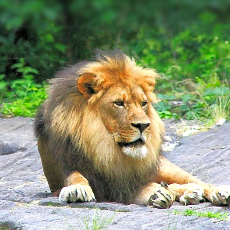 Record Heat in Japan Leads to Lion Deaths at Tokyo Zoo