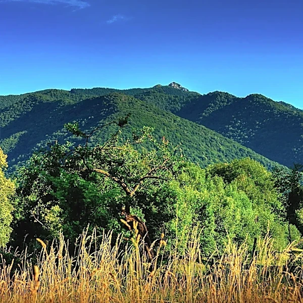 National Park Visits Decline in 2025, Impacting Lynchburg's Closest Parks