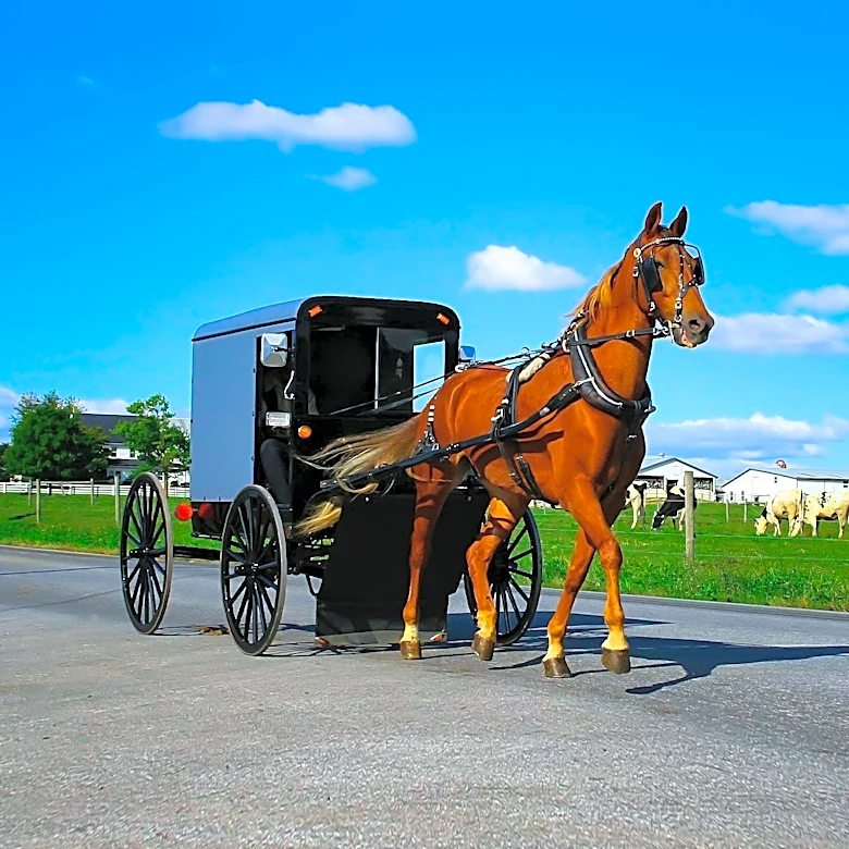 Charleston Carriage Accident Injures Two After Horse Startled by Truck