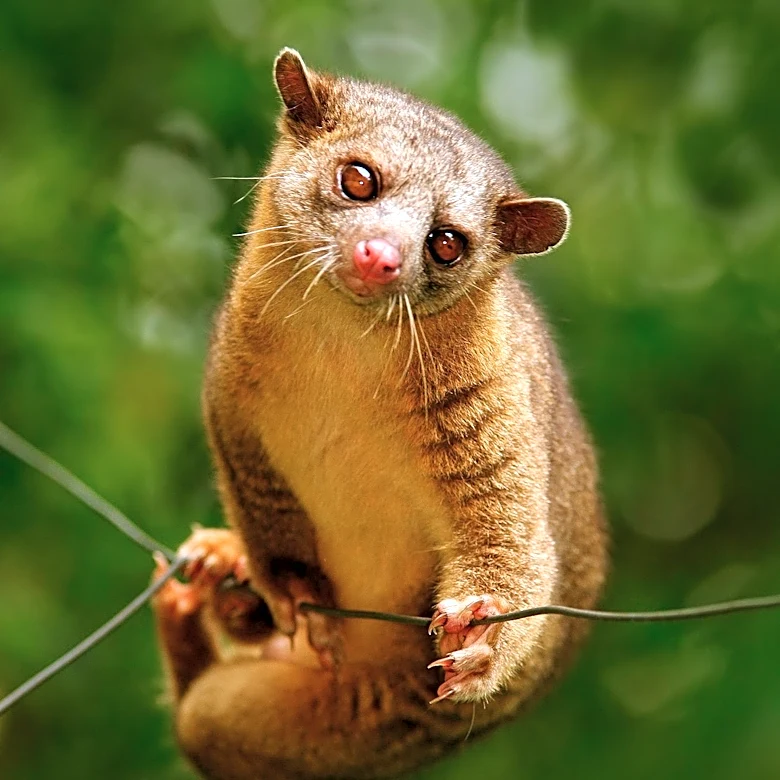 Understanding Regeneration: Why Mammals Can't Regrow Limbs