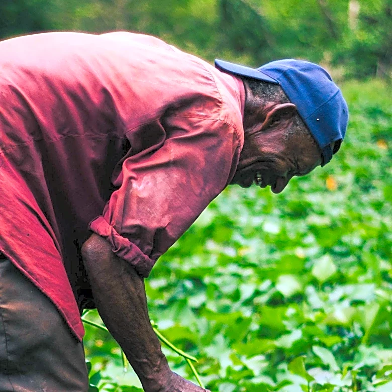 Fairtrade's Updated Theory of Change Aims to Enhance Farmer and Worker Livelihoods