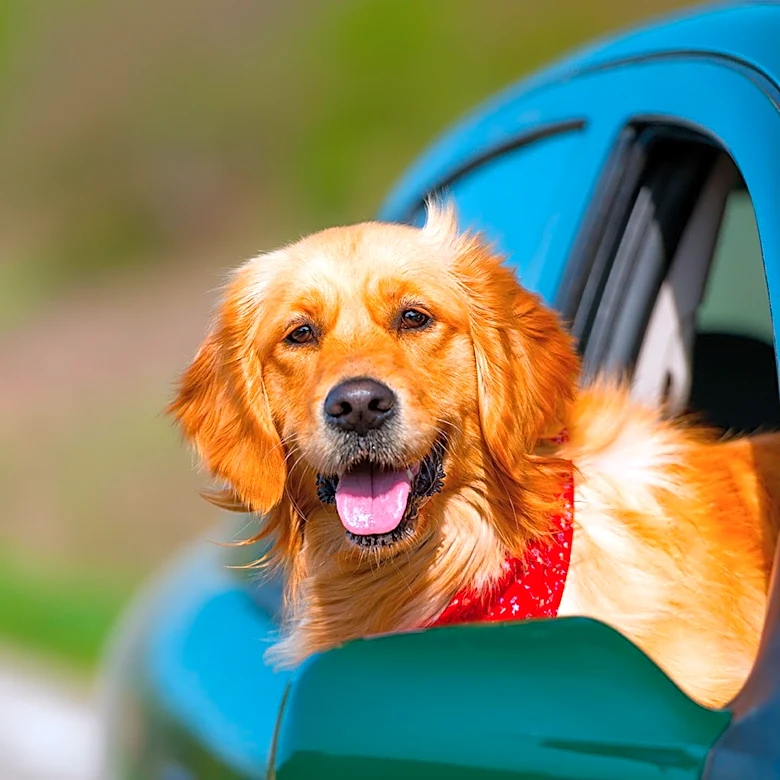 Animal Law Enforcement Responds to 300 Calls for Pets in Hot Cars in Pikes Peak Region