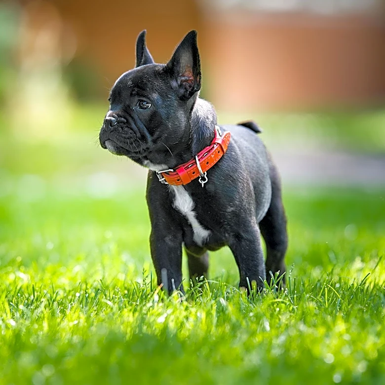 French Bulldog Found Dead in Marion County, Investigation Underway