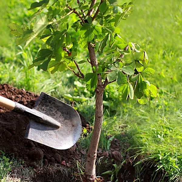 Ethiopian Prime Minister Abiy Ahmed Leads Record-Breaking Tree Planting Campaign