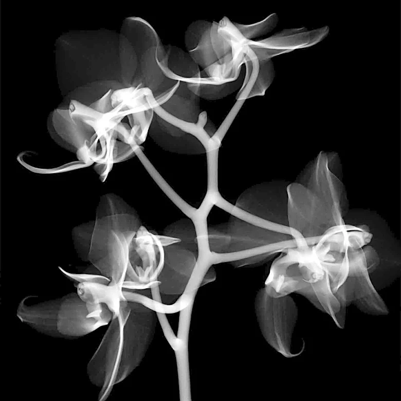 New Imaging Technique Preserves Plant-Fungal Networks for Drought Research