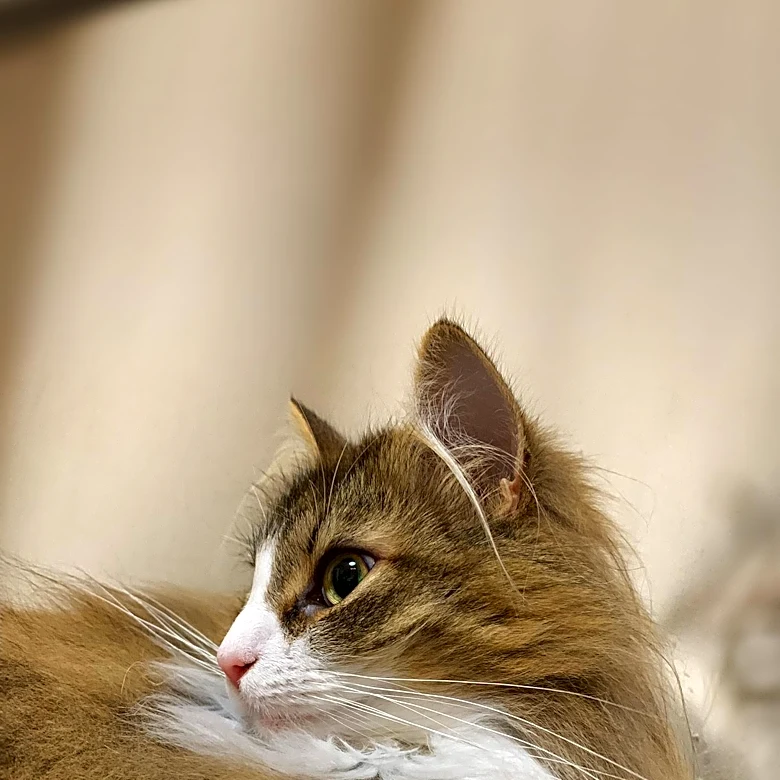 Montgomery County Animal Care and Control Highlights Cats Available for Adoption