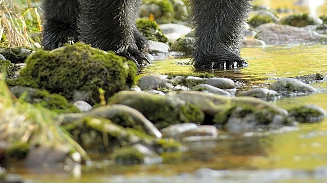 Black Bear Caught on Camera Cooling Off in California Homeowner's Spa Amid Heatwave