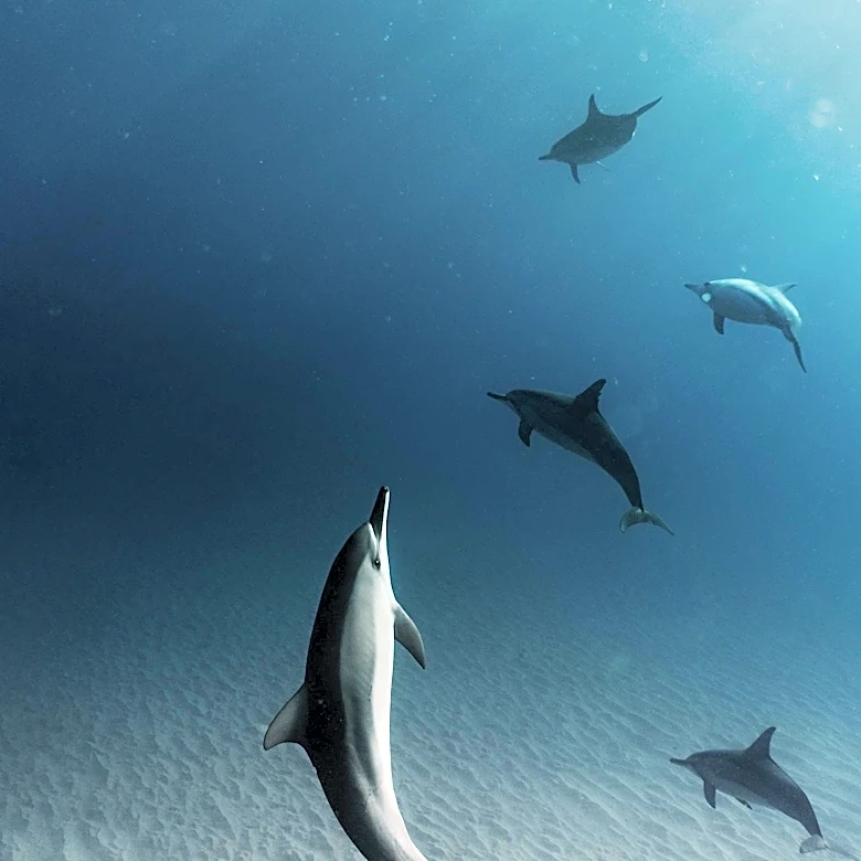 Harmful Algal Bloom in South Australia Causes Dolphin Fatalities and Health Issues