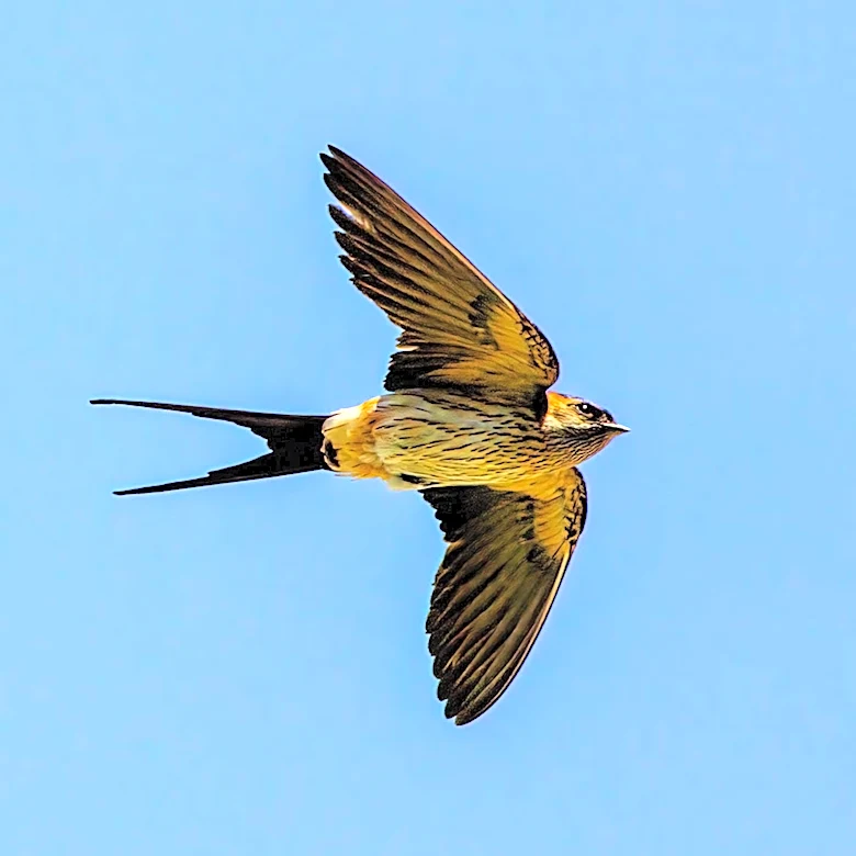 New Mapping Tool Launched for Chimney Swift Migration Tracking in Wisconsin