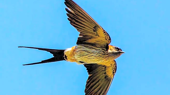 New Mapping Tool Launched for Chimney Swift Migration Tracking in Wisconsin