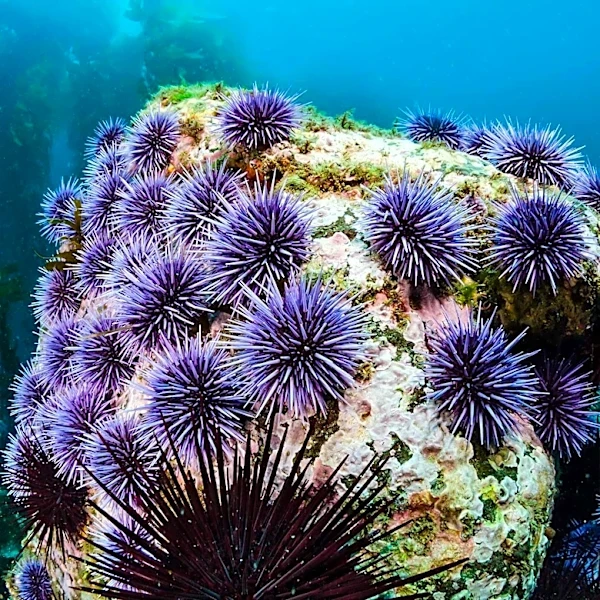 Sea Urchins and Mantis Shrimp: Nature's Engineering Marvels