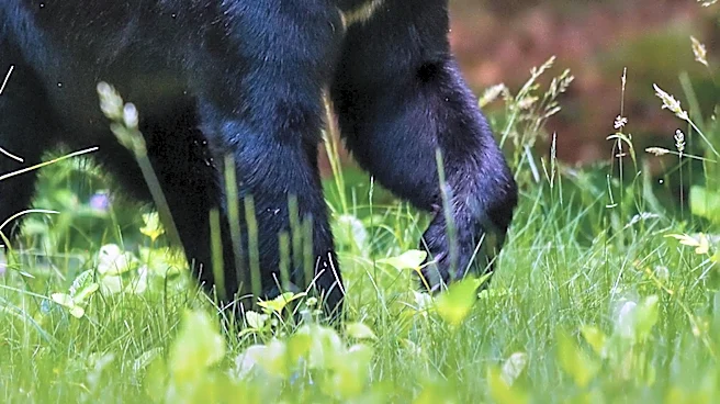 Black Bear Sighting in Washington DC Raises Wildlife Awareness