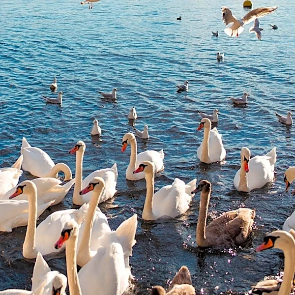 Environmental Disaster at Canvey Lake Leads to Swan Family Deaths