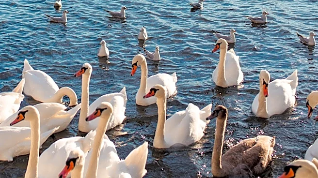 Environmental Disaster at Canvey Lake Leads to Swan Family Deaths