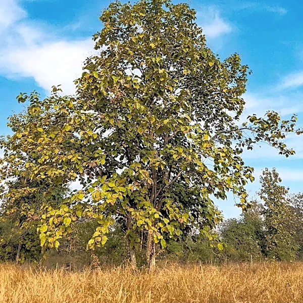 Oregon Develops Resilient Tree List to Address Climate Change Challenges