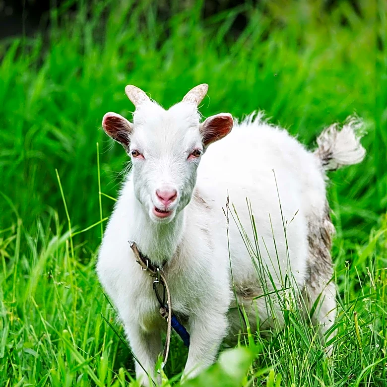 Goat Rescued from Alleged Santería Sacrifice at Miami Rapper's Home