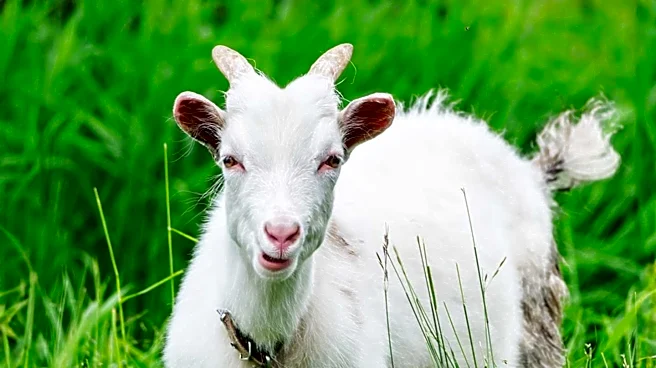 Goat Rescued from Alleged Santería Sacrifice at Miami Rapper's Home