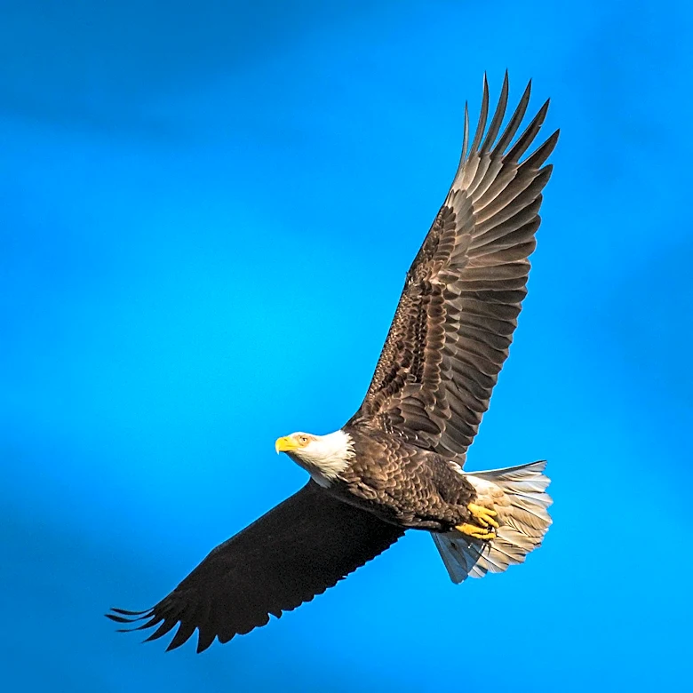 Ojai Raptor Center Urges Caution Against Sharing Fake Images of Jackie the Bald Eagle