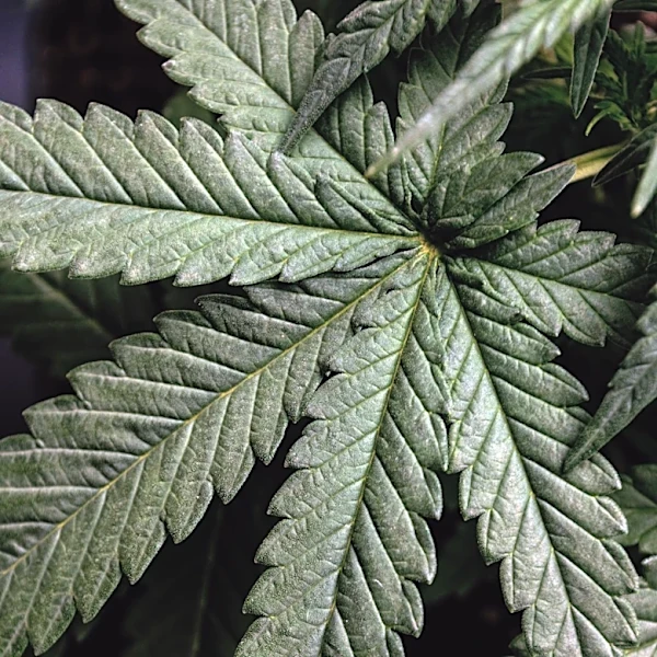 Cannabis Farming in California Affects Streamflow and Ecosystems