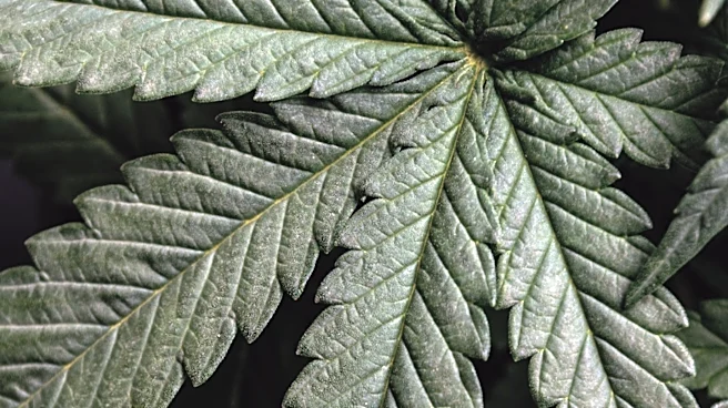 Cannabis Farming in California Affects Streamflow and Ecosystems