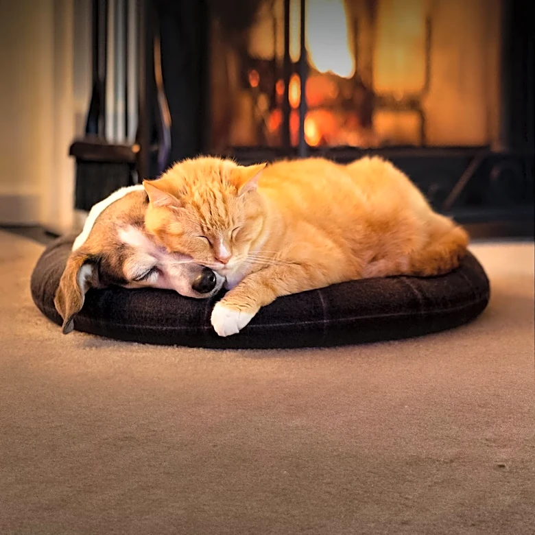 Resilient Cat Survives Fire at Midvale Apartment Complex