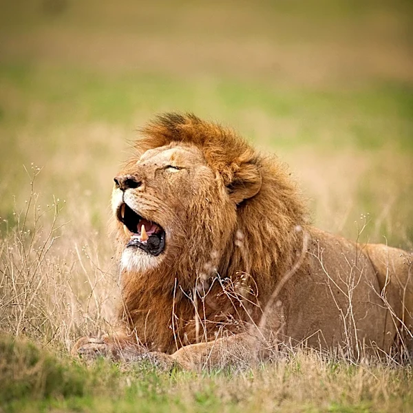 Tokyo Zoo Faces Tragedy as Three Lions Die Amid Heat Stress