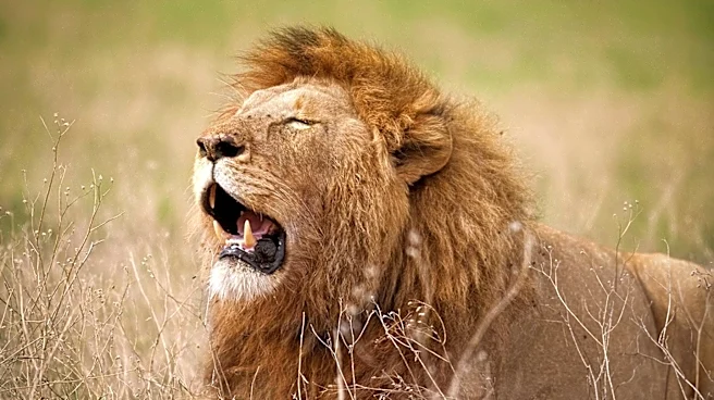 Tokyo Zoo Faces Tragedy as Three Lions Die Amid Heat Stress