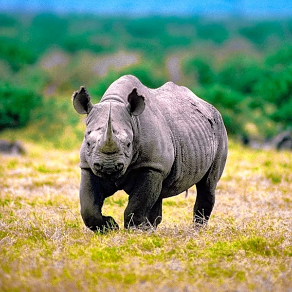 Zimbabwe's Black Rhinos Make a Remarkable Comeback Amid Conservation Efforts