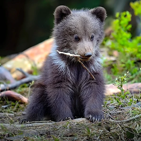 Unique Silver Bear Cub Spotted on Katmai National Park Livestream