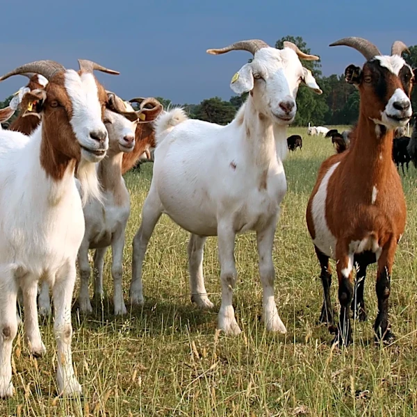 California Lawmakers Urge Action on Goat Herding Overtime Exemption to Prevent Industry Collapse