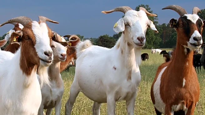California Lawmakers Urge Action on Goat Herding Overtime Exemption to Prevent Industry Collapse