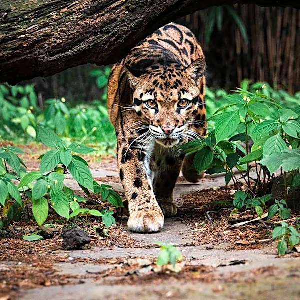 Oldest-Known Sunda Clouded Leopard Documented in Borneo