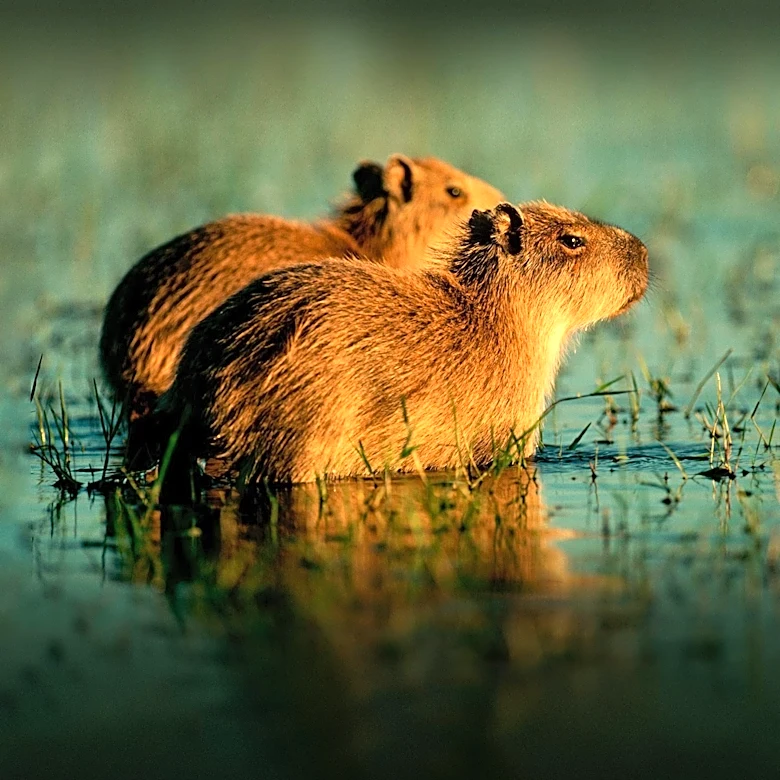 Capybaras Make Surprise Visit to Brazilian Legislature