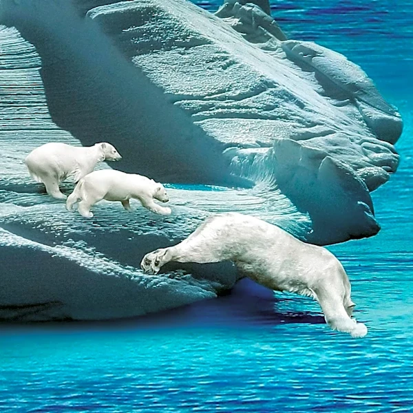 Alaska's Polar Bears Face Challenges Amid Shrinking Arctic Ice