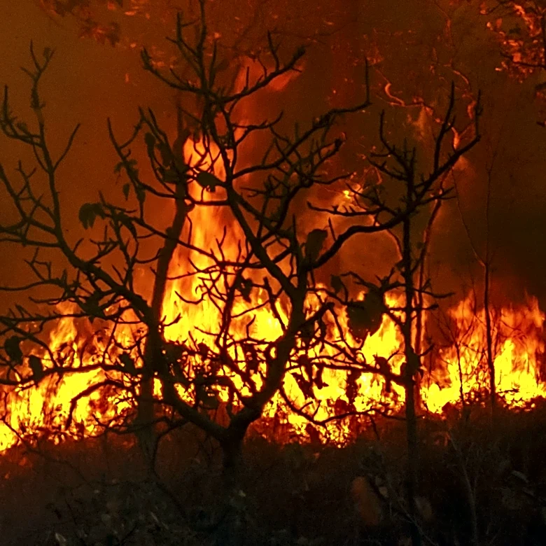 Spokane Wildfires Force 65,000 Evacuations Amidst Statewide Emergency