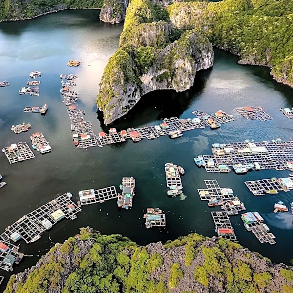 Antibiotic-Resistant Bacterium Detected in Vietnam's Fish Farming Waters Raises Concerns