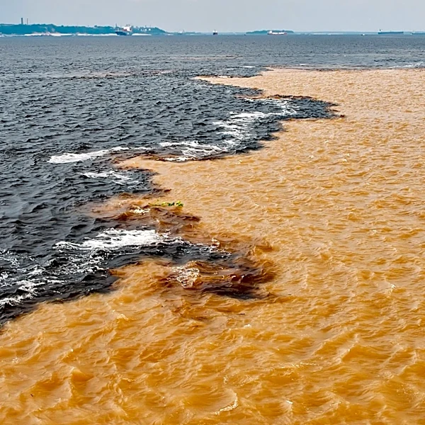Canadian Town Begins Cleanup of 330,000 Gallons of Rotting Fish Sauce After 20 Years
