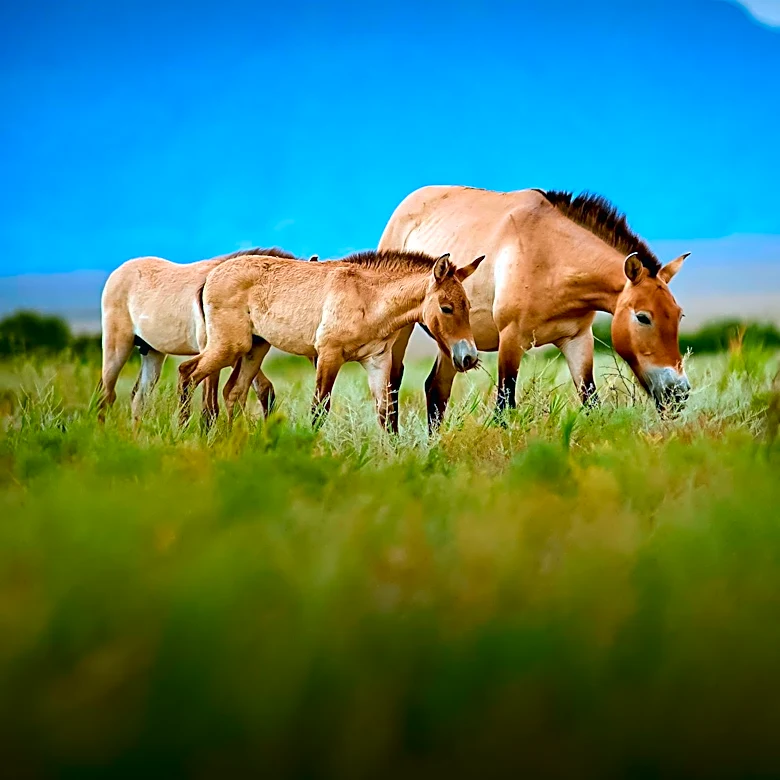 BLM Begins Helicopter Roundup of Wild Horses in Northwestern Colorado