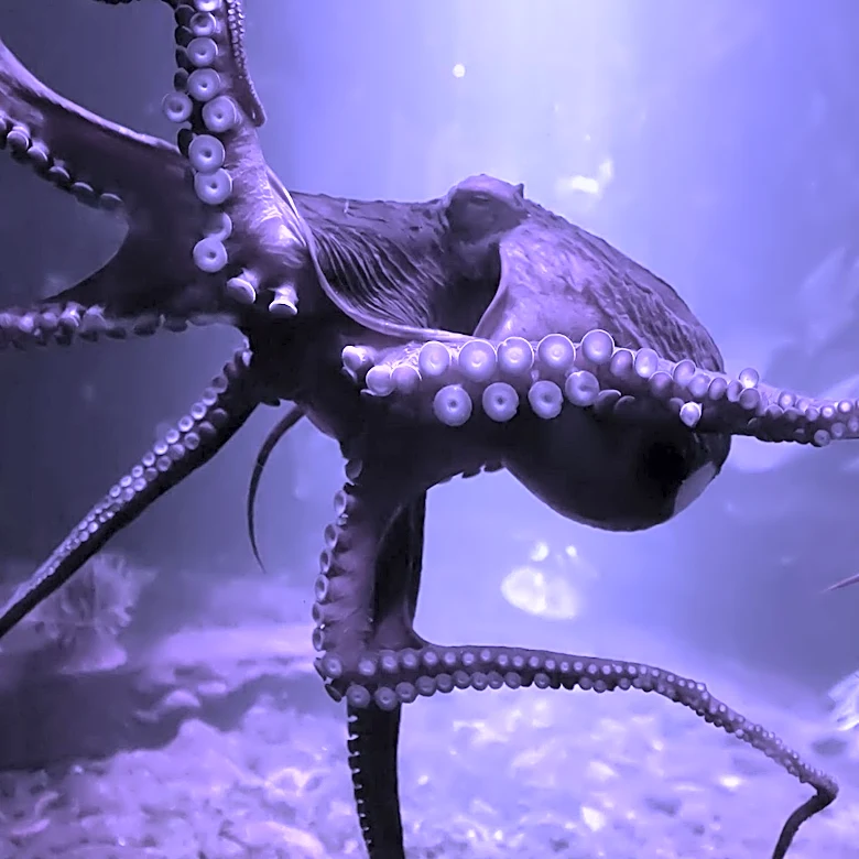 Nueva Pescanova Cancels Octopus Farm Plans Amid Backlash Over Animal Welfare Concerns