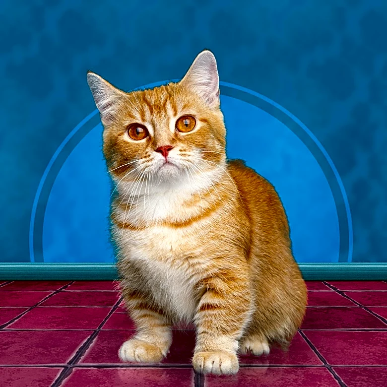 Resilient Cat Survives Days in Fire-Damaged Midvale Apartment