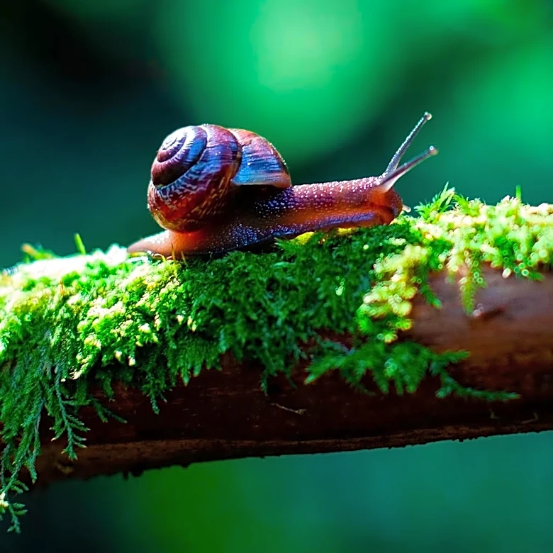 Campbell’s Keeled Glass Snail Reintroduced to Norfolk Island After Extinction Fears