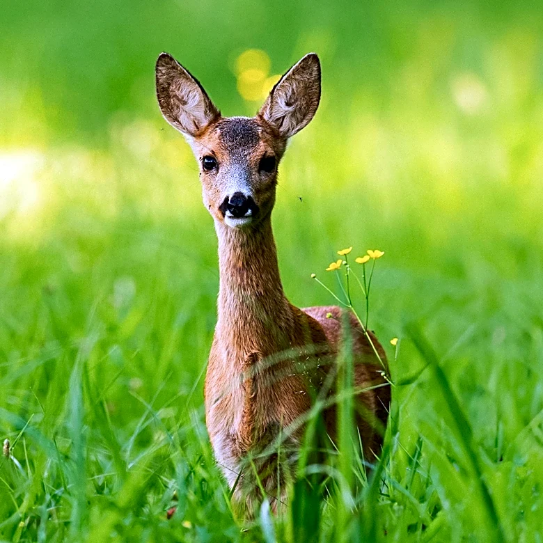 Wild Deer Contribute Millions of Tonnes of Methane Annually, Study Finds