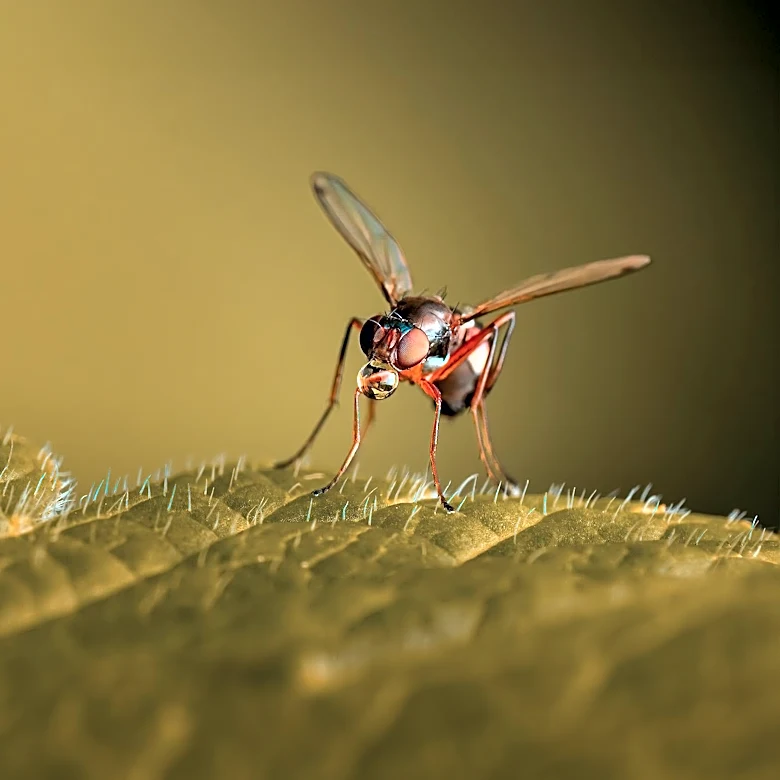 USDA Tests Genetically Engineered Insect to Combat Screwworm Outbreak in Livestock