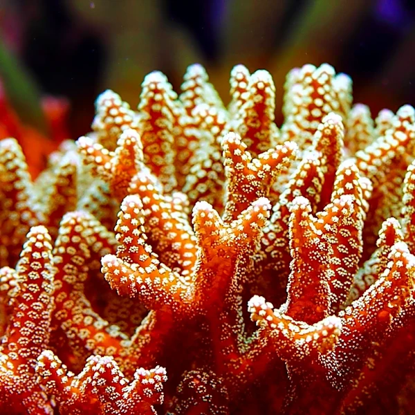 Florida Lab Tests Show Resilience of Endangered Caribbean Corals to Bacterial Threats