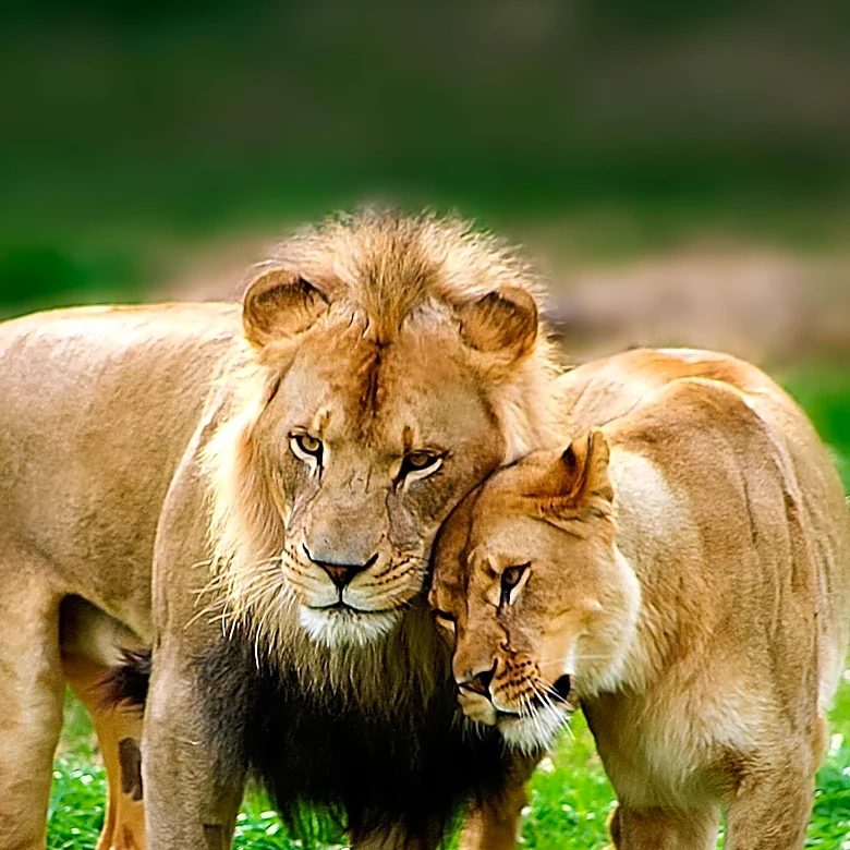 Heatwave in Japan Leads to Deaths of Lions at Tokyo Zoo