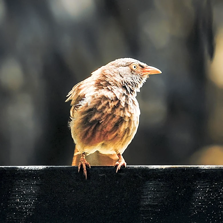 Nepal's Endemic Spiny Babbler Faces Conservation Challenges Amid Habitat Loss