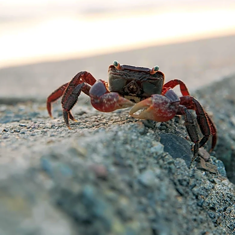 Southeast Alaska Dungeness Crab Season Ends Early Due to Low Catches