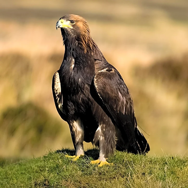 Jackie the Big Bear Eagle's Health Declines as Anemia Worsens