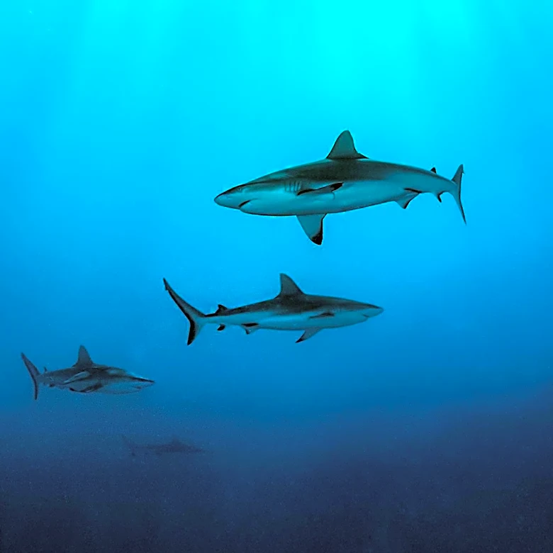 Shark Sightings Off Scarborough, Maine Prompt Public Safety Alert